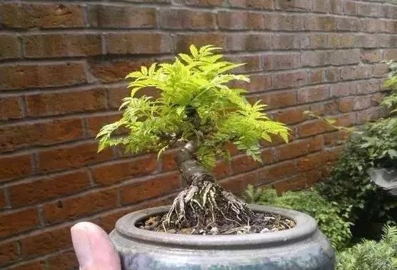 大师是怎样炼成的二胡独奏,真正的大师是怎么练成的