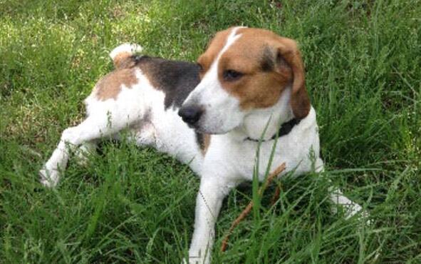 比格犬和柯基哪个好养,比格犬是禁养犬吗