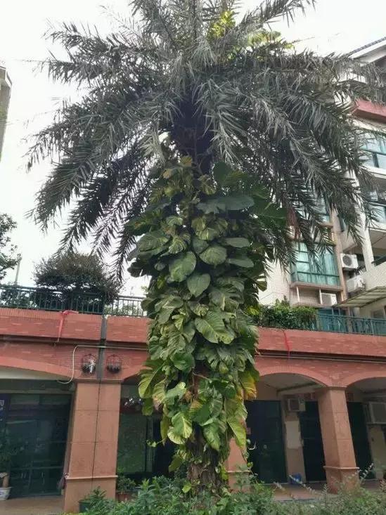 绿萝扎根绳子的方法,绿萝绑棕柱上叶子能长大吗