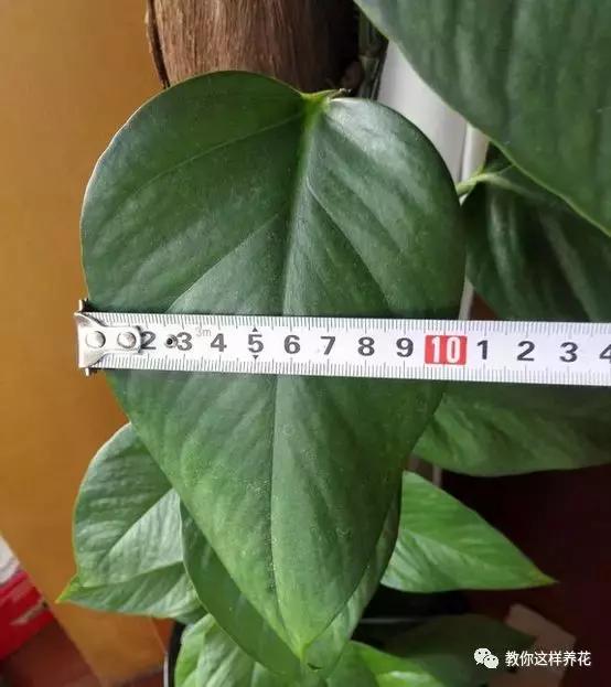 绿萝扎根绳子的方法,绿萝绑棕柱上叶子能长大吗