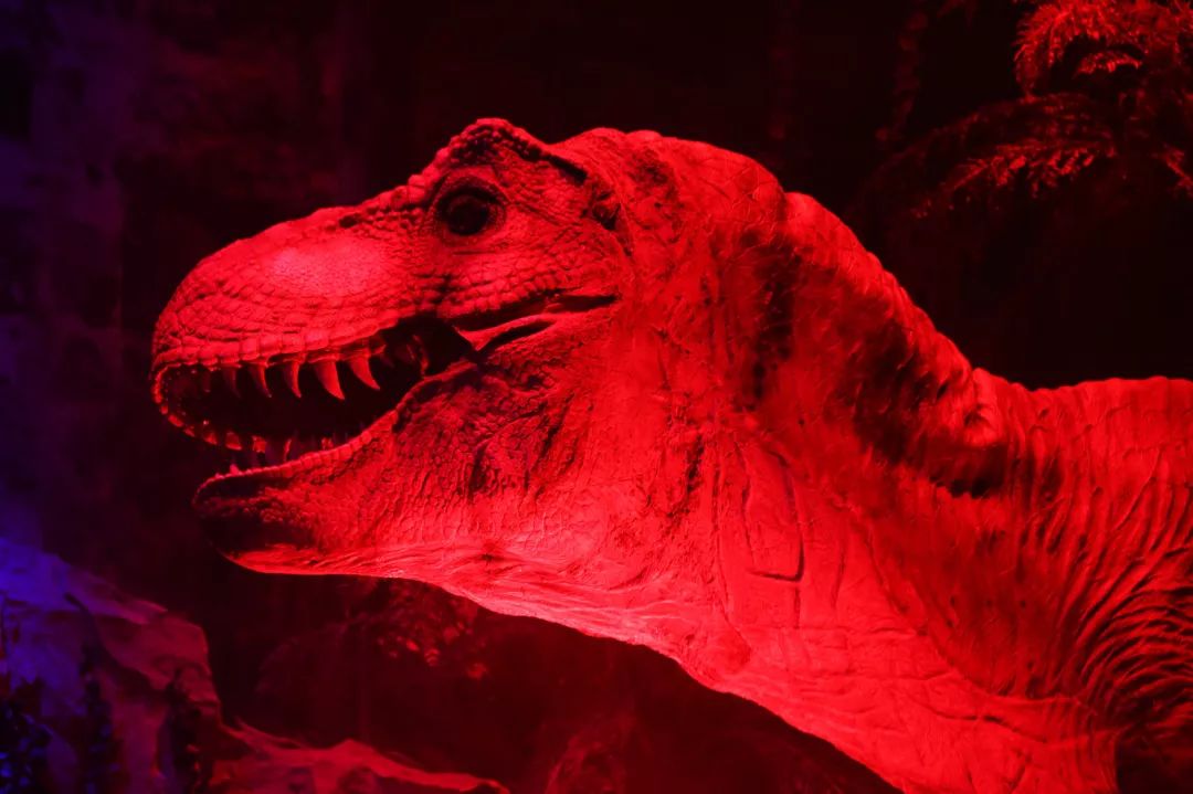 广州长隆野生动物园亲子跟拍,爸爸去哪儿广州长隆野生动物园