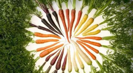 冬吃萝卜夏吃姜如今吃萝卜正当季,冬吃萝卜夏吃姜这样吃萝卜很健康