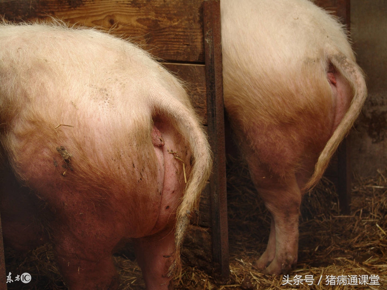 如何治疗母猪无乳症,母猪不发情吃什么药