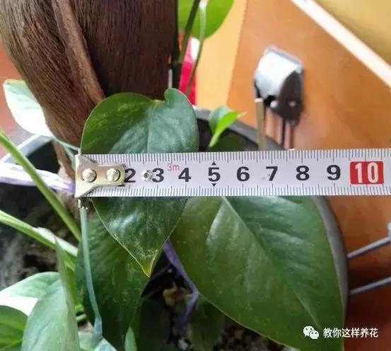 绿萝扎根绳子的方法,绿萝绑棕柱上叶子能长大吗