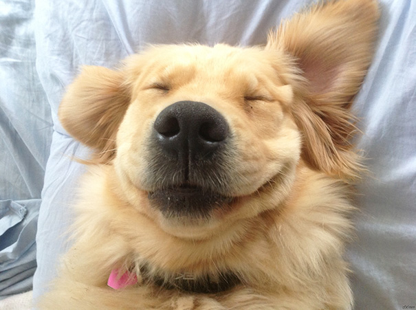 40多天的小金毛，总是喜欢随地大小便，主人该怎么办？