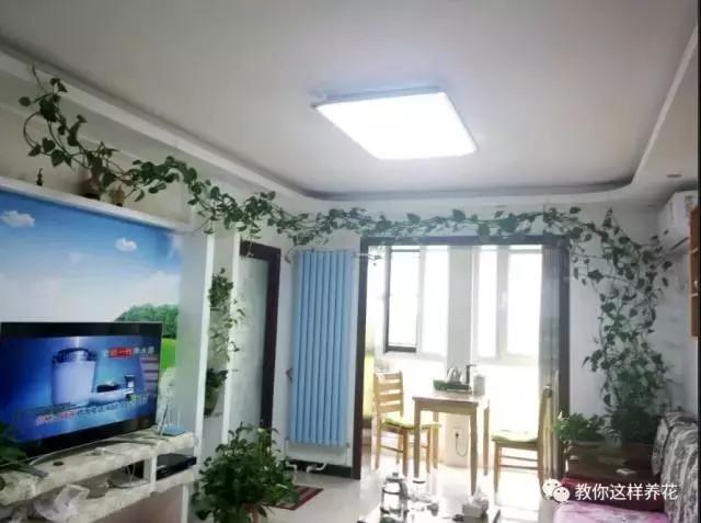 绿萝扎根绳子的方法,绿萝绑棕柱上叶子能长大吗