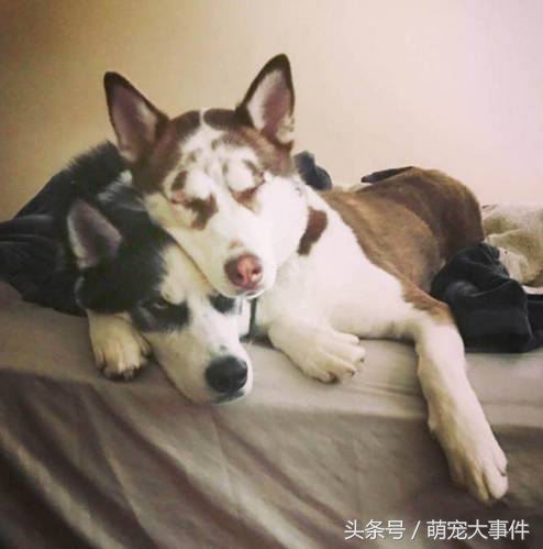 佛系哈士奇,哈士奇头顶三把火混一起的不纯吗