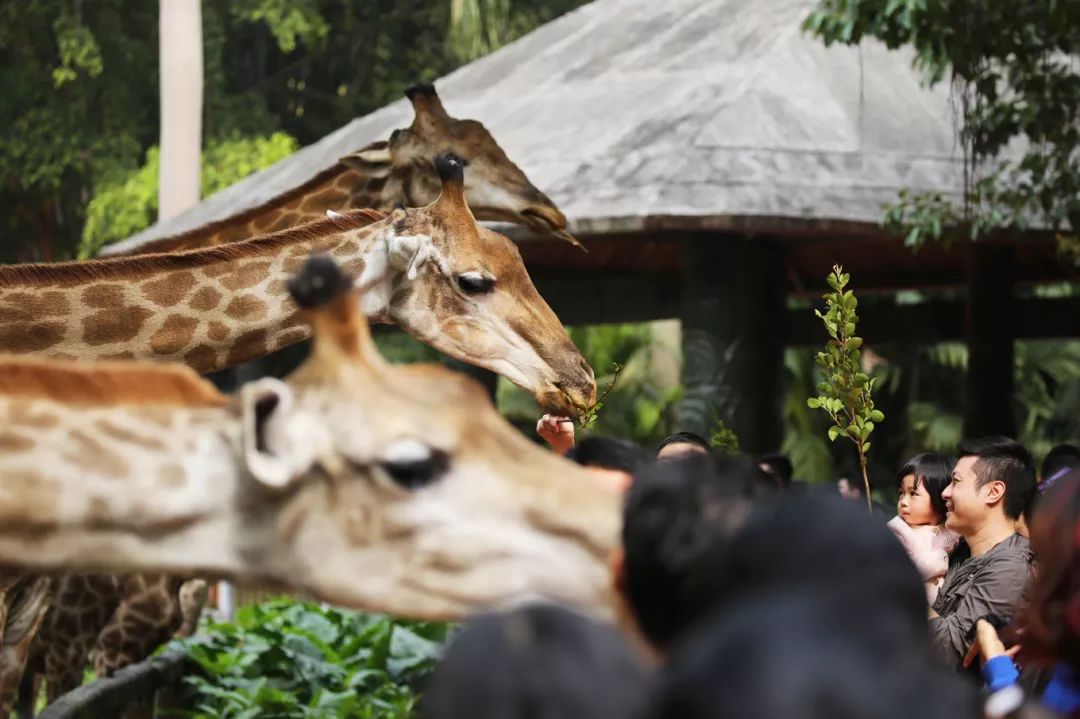 广州长隆野生动物园亲子跟拍,爸爸去哪儿广州长隆野生动物园