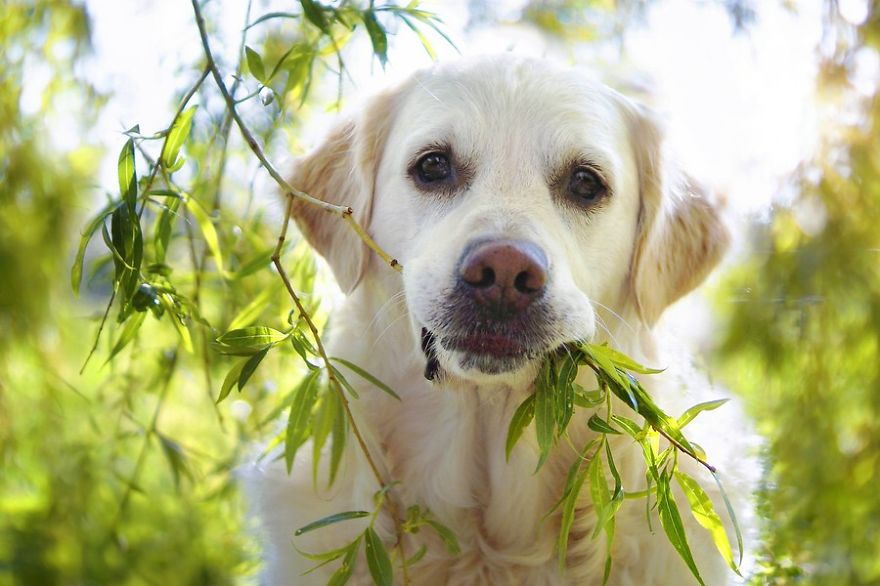 小金毛在家随地大小便怎么办,小金毛到处乱拉怎么纠正