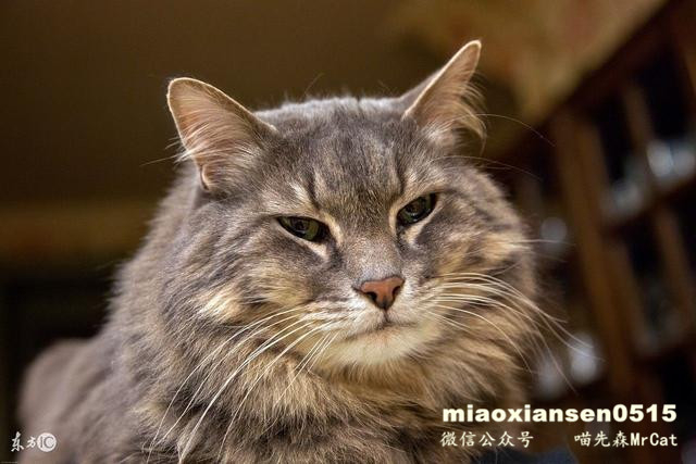 如何解决猫咪呕吐以及喵咪呕吐的原因