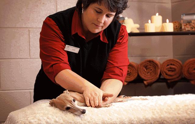 当狗炫起富来根本没人什么事儿了