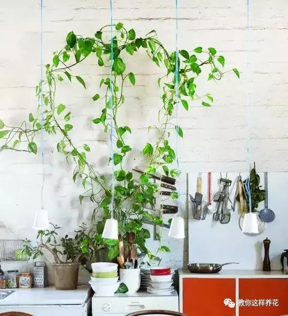 绿萝能用绳子捆上吗,绿萝扎根绳子的方法