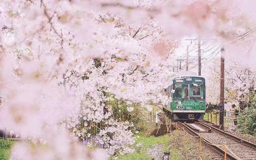 河津赏花一日游最佳去处,日本河津早樱最佳季节