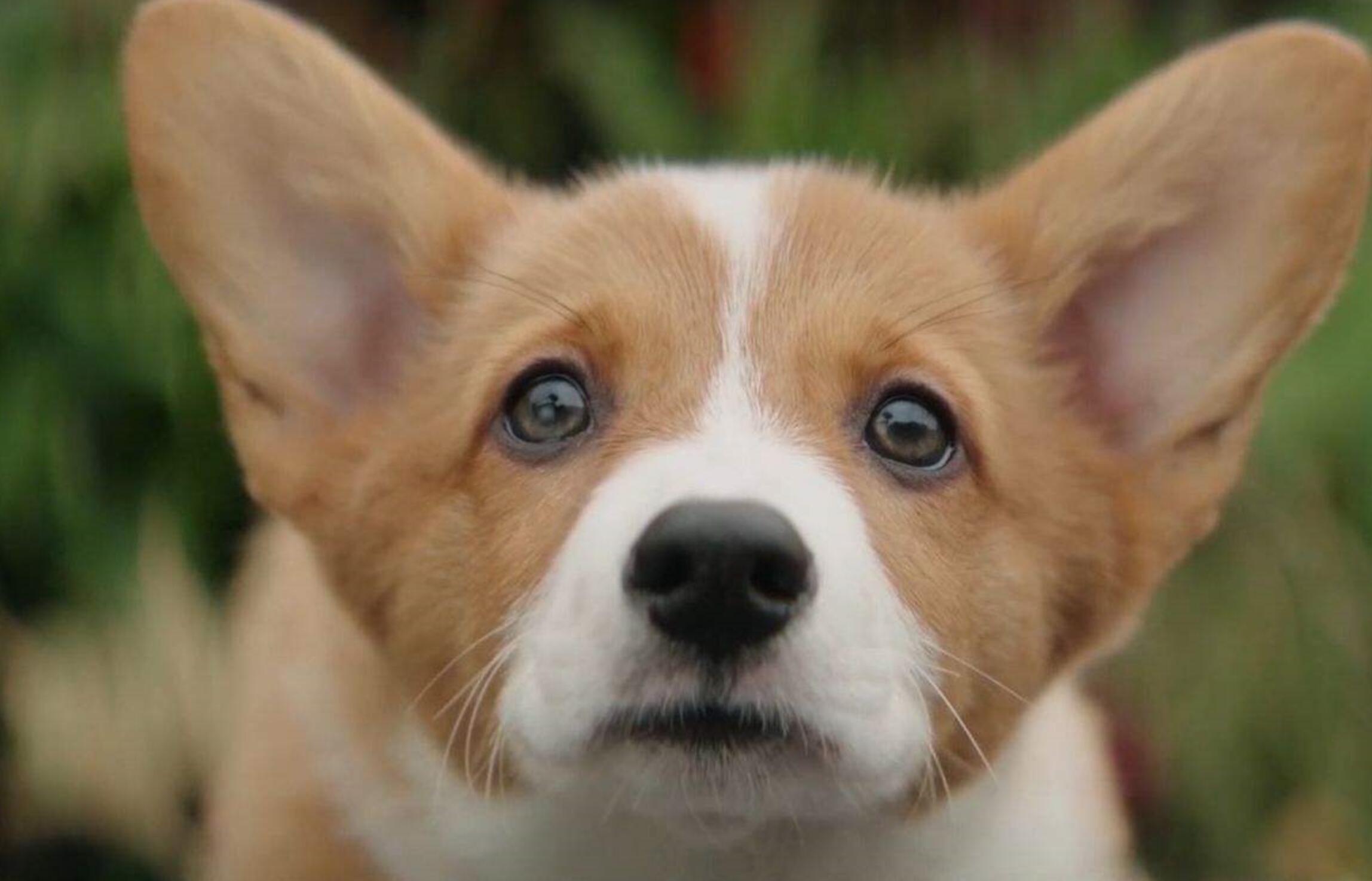 狗叫扰民杀狗犯法吗,邻居狗扰民毒死了违法不