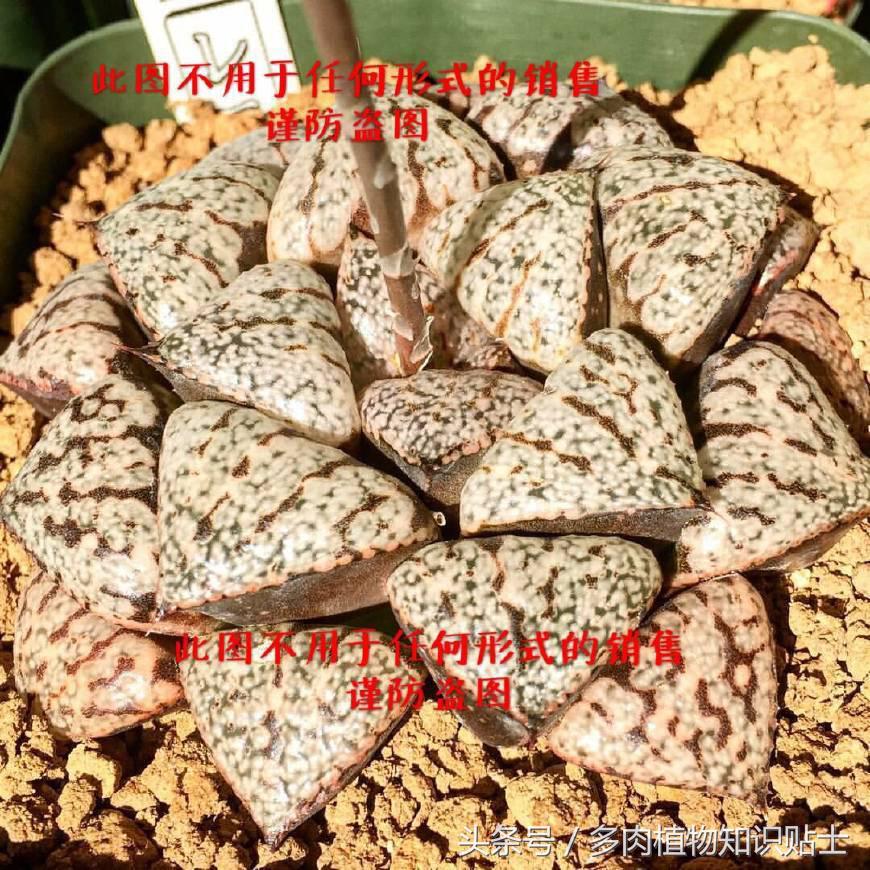 十二卷寿多肉养殖方法,十二卷寿的品种图鉴