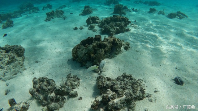 鑷┚娓稿厤绛惧矝濉炵彮,涓浗鎶ょ収濉炵彮鍏嶇