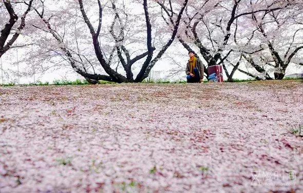 河津赏花一日游最佳去处,日本河津早樱最佳季节