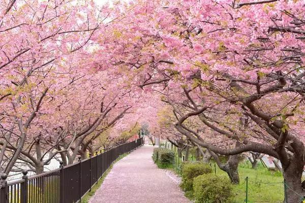 河津赏花一日游最佳去处,日本河津早樱最佳季节