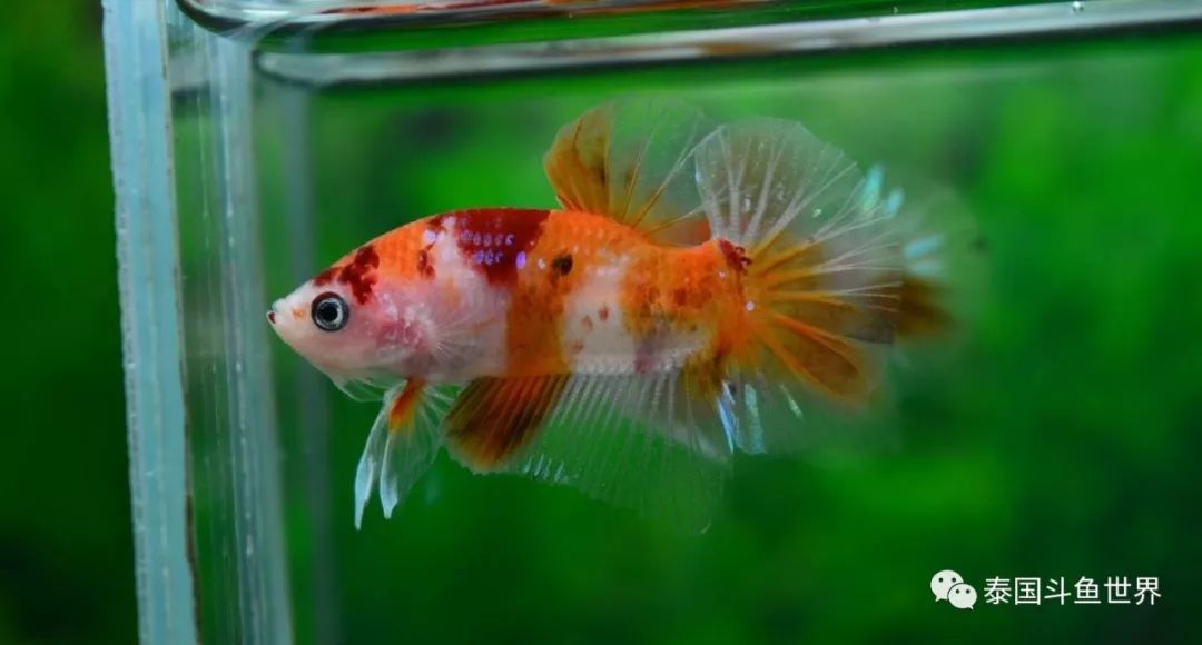 斗鱼拍卖最新消息,泰国斗鱼鱼苗专场