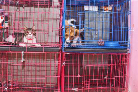 狗狗寄养容易感染吗,从来没有寄养过的狗狗去寄养好吗