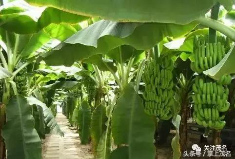 高州各镇历史来历,高州市有多少个镇街