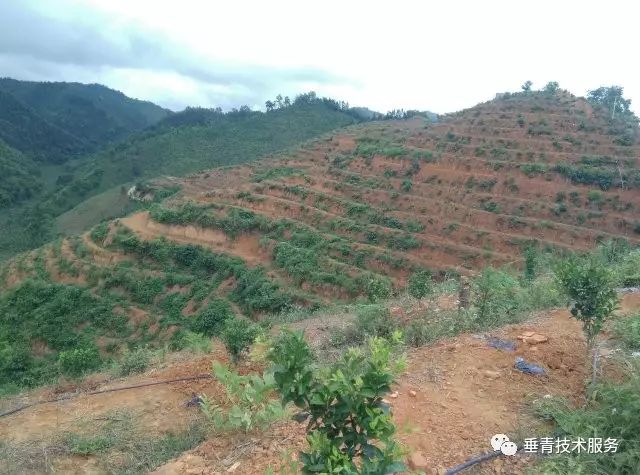 「热点」小户赚钱大户亏,为啥?省力化栽培是柑桔发展的趋势!