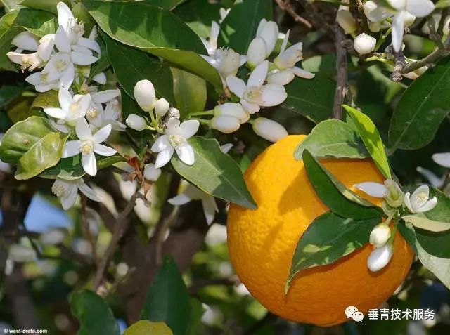 「热点」小户赚钱大户亏,为啥?省力化栽培是柑桔发展的趋势!