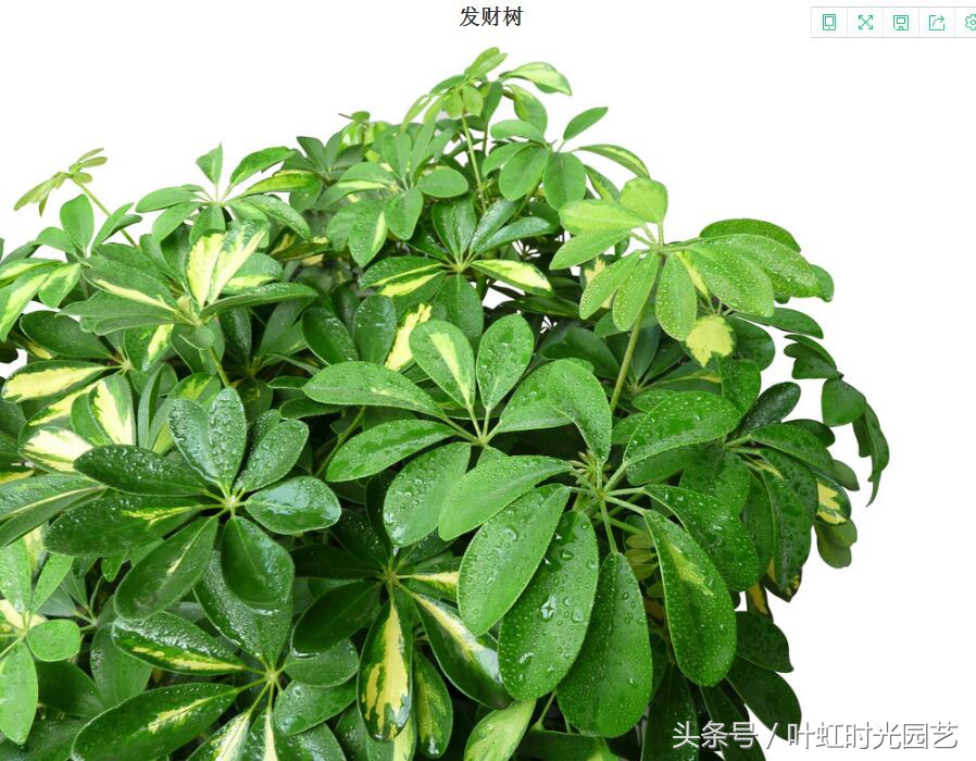 发财树长出许多小叶要去掉吗,发财树长了一片黑斑怎么办