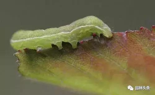 园林树木虫害防治方法及措施,园林虫害防治