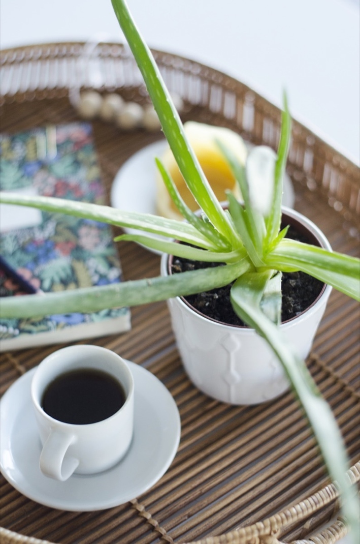 净化空气吸甲醛最好的植物排名,新的一年绿植