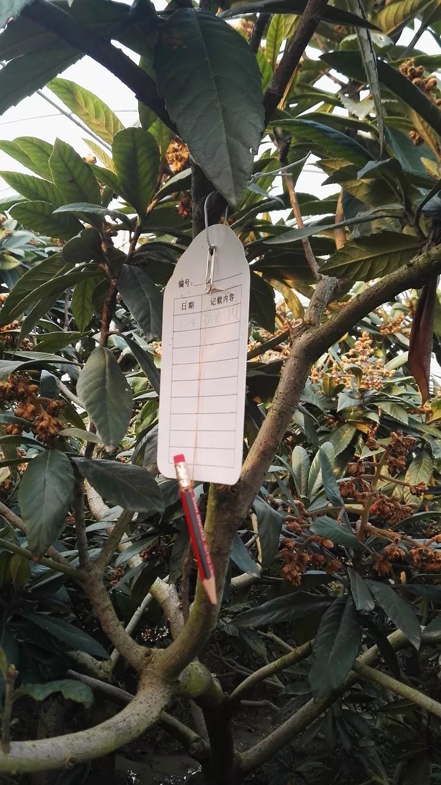 果园标签,果园提升