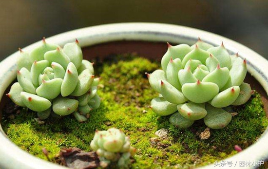 当多肉遇见雪,当多肉碰上鹦鹉