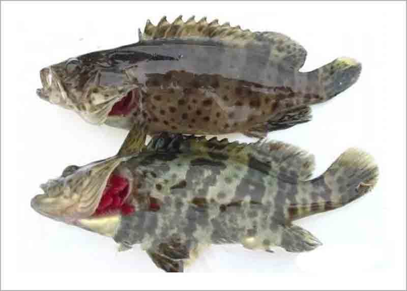 石斑鱼细菌感染用什么药治疗好,石斑鱼常见细菌病图片