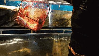 弘阳广场济南老板恋上鱼,济南老板恋上鱼价格