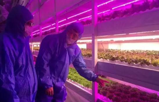 植物灯市场前景怎么样,植物照明市场占比