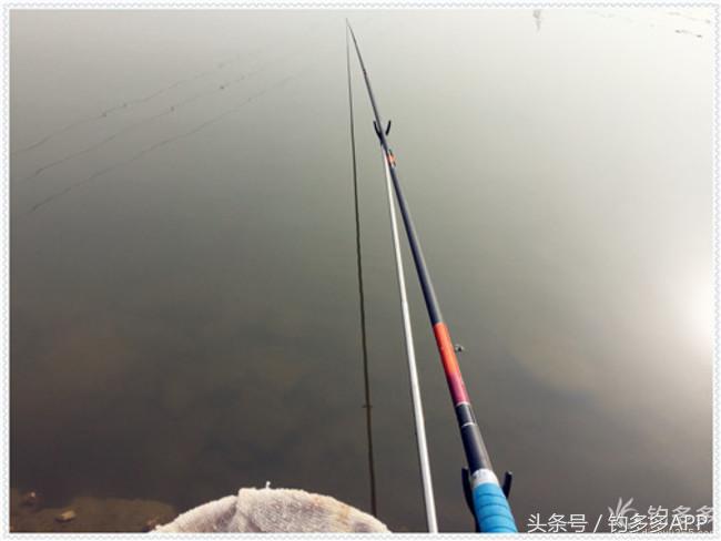 元旦出钓获大鲫，新年来个开门红