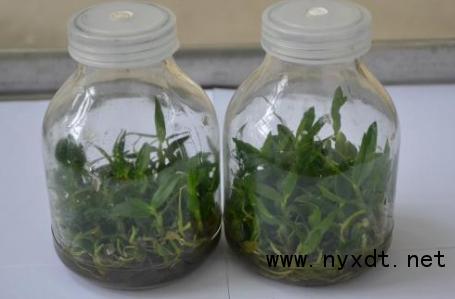 铁皮石斛组培室建设需投资多少,优质铁皮石斛瓶苗种植流程