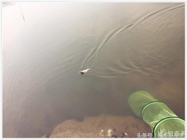 元旦出钓获大鲫，新年来个开门红