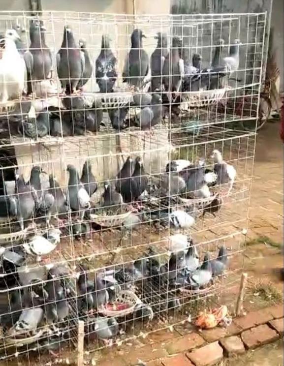 鸽痘最简单的处理方式图文,鸽痘怎么治疗视频