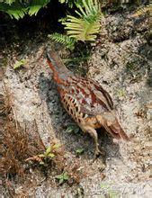 竹鸡知识,竹鸡几种