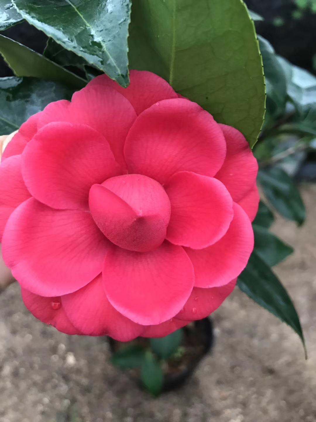 花卉常见病虫害及治疗方法,怎么防治花卉虫害的方法