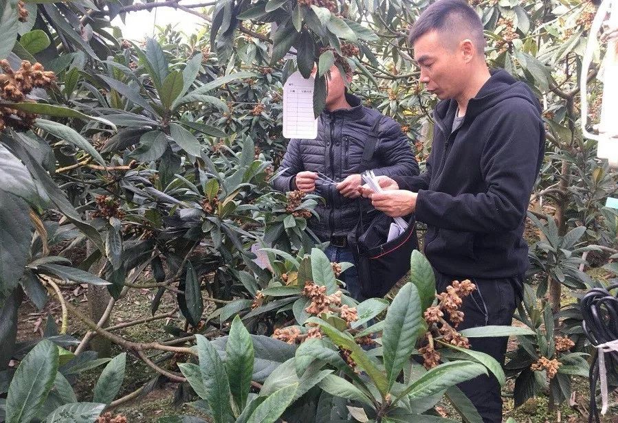 果园标签,果园提升