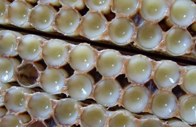 正宗东北蜂王浆冻干粉多少钱一斤,蜂王浆是正宗的吗