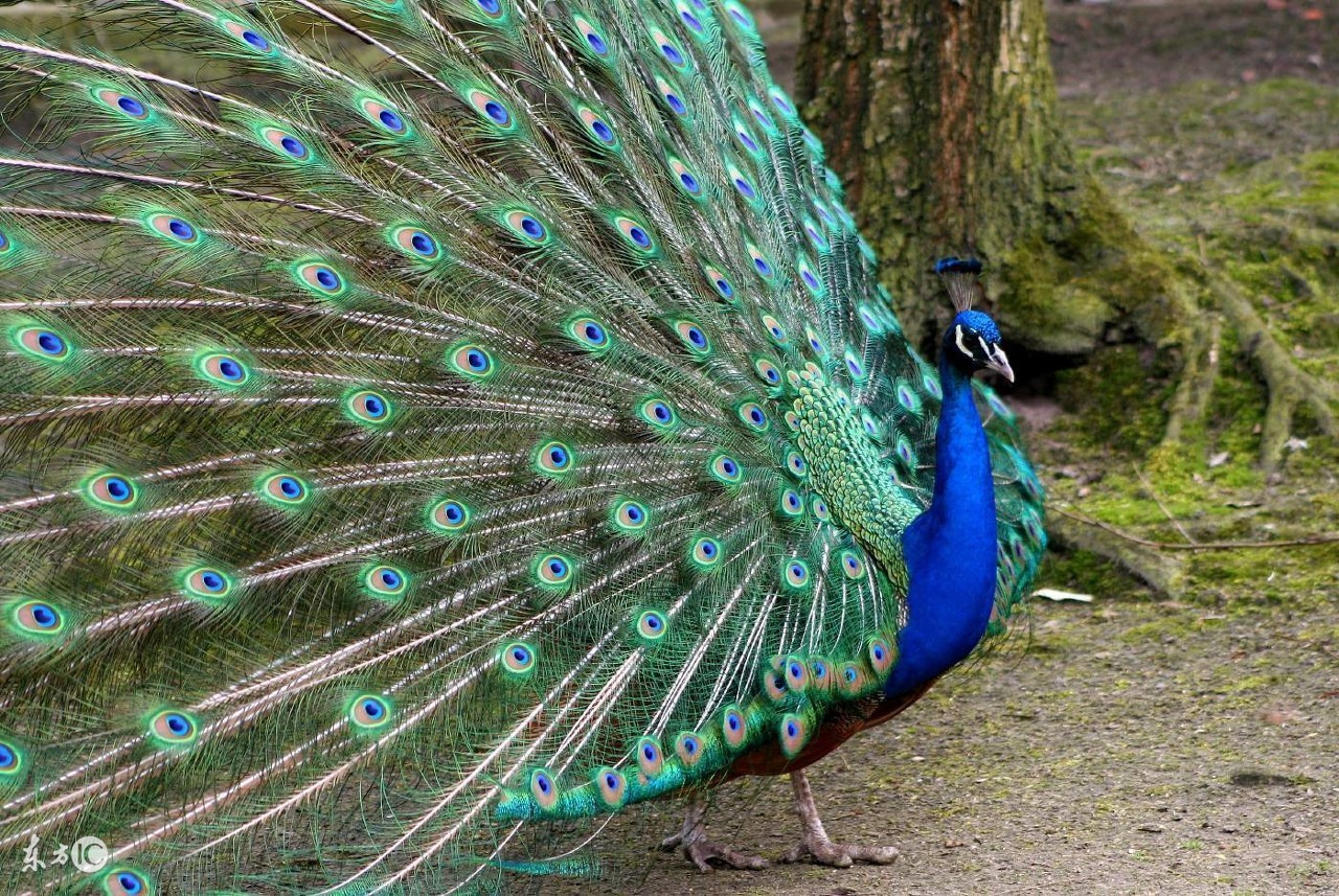 孔雀养殖和家养哪个好些,孔雀是否好养殖