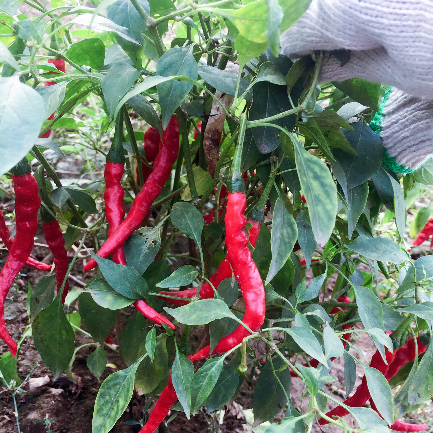 酱油腌辣椒黄瓜的做法,辣椒黄瓜咸菜教学视频