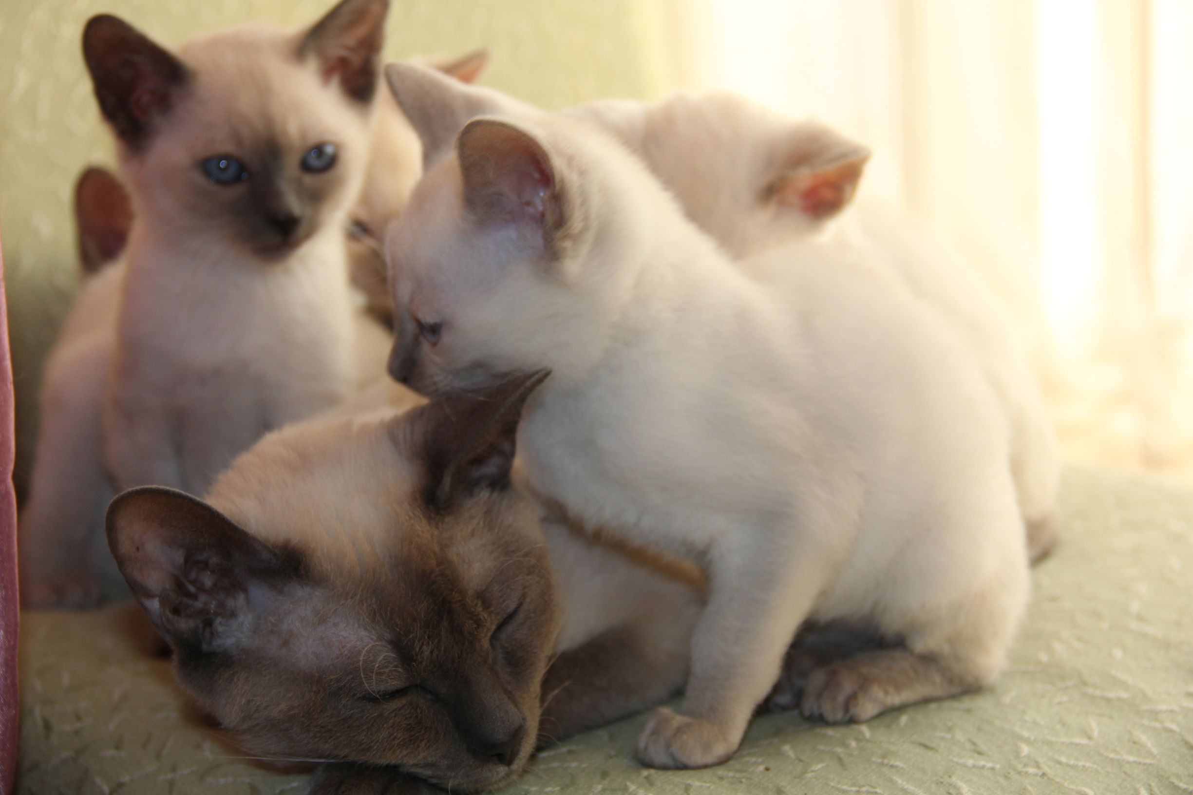 Cats愛初心Bengal家，独一无二卷毛暹罗猫