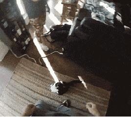 喵咪有虱子剔下来的猫毛怎么处理,喵咪有跳蚤怎么驱虫