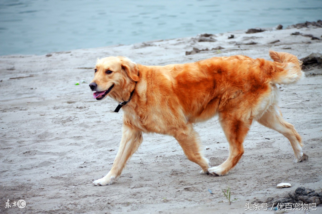 金毛当妈妈了缺什么去喂,金毛当主人妈妈