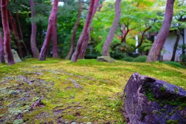 甯︿綘鍘绘棩鏈湅澶滄櫙,涓滀含甯︿綘娓歌鏃ユ湰缇庢櫙