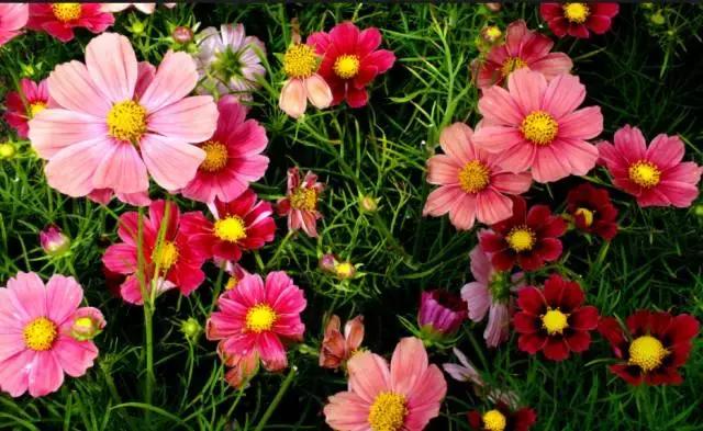 跨境医疗十问｜硅发布跨境直播「预告」